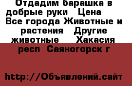 Отдадим барашка в добрые руки › Цена ­ 1 - Все города Животные и растения » Другие животные   . Хакасия респ.,Саяногорск г.